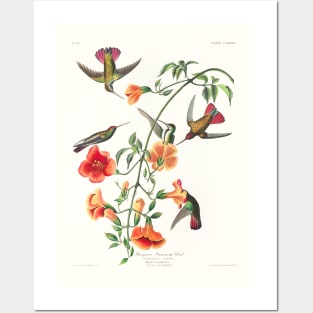 Mango Hummingbird from Birds of America (1827) Posters and Art